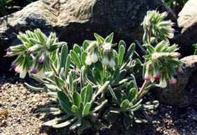 Onosma alborosea